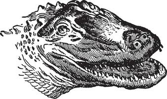 Amerikaans alligator, wijnoogst illustratie. vector