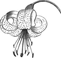 bloem van lilium pyrenaicum wijnoogst illustratie. vector