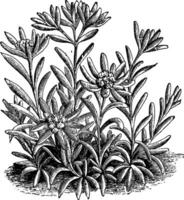 leontopodium alpinum wijnoogst illustratie. vector