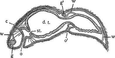 stenostoma, wijnoogst illustratie. vector