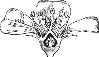 postelein bloem wijnoogst illustratie. vector