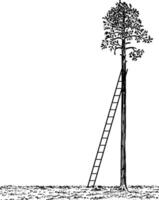 ladder leunend tegen een boom wijnoogst illustratie. vector