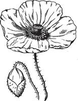 papaver wijnoogst illustratie. vector