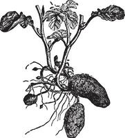 aardappel wijnoogst illustratie. vector