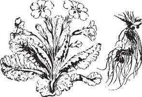 sleutelbloem wijnoogst illustratie. vector