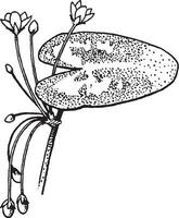 nimfoïden wijnoogst illustratie. vector