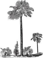 palmetto wijnoogst illustratie. vector