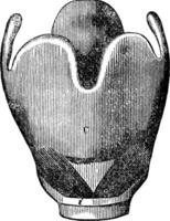 strottenhoofd anatomie, wijnoogst gravure. vector