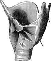 strottenhoofd anatomie, wijnoogst gravure. vector