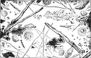 microscopisch water voor siene Leidt naar de riool verzamelaar asnières, wijnoogst gravure. vector