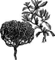 anastatica hierochuntica, tumbleweed of opstanding fabriek oud wijnoogst gravure. vector