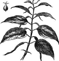 betel of pijper betel, bladeren, wijnoogst gravure. vector