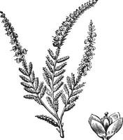 erica vulgaris of gemeenschappelijk heide. wijnoogst gravure. vector