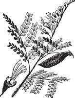 caesalpinia echinata of brazilië wijnoogst gravure. vector