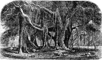 banyan of ficus benghalensis, wijnoogst gravure. vector