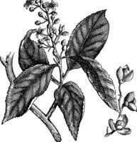 celastrus scandens of Amerikaans bitterzoet wijnoogst gravure vector