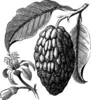 citrus medica of citroen wijnoogst gravure vector