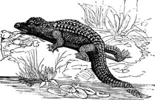 Nijl krokodil of crocodylus niloticus wijnoogst gravure vector