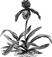 paphiopedilum orchidee of paphiopedilum uitsluiten, wijnoogst gravure vector