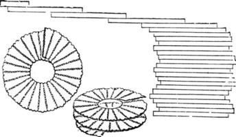 diatomeeën, wijnoogst gegraveerde illustratie vector