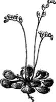 zonnedauw of rondbladig zonnedauw of drosera rotundifolia, wijnoogst gravure vector