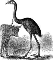 zuiden eiland reusachtig moa of dinornis gigantisch, wijnoogst gravure vector