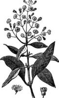 piment of Jamaica peper of kurundu of mirte peper of pimenta of nieuwsbericht of pimenta dioica, wijnoogst gravure vector