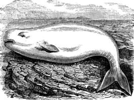 beluga walvis of wit walvis of delphinapterus leuk, wijnoogst gravure vector