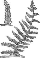 sphenopteris, wijnoogst gravure vector