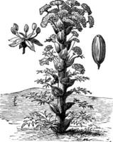 ferula of ferula sp., wijnoogst gravure vector
