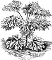 rijstpapier fabriek of tung-tsau of tetrapanax papyrifus, wijnoogst gravure vector