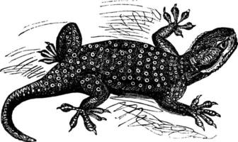 sinai waaiervingers gekko of ptyodactylus guttatus wijnoogst gravure vector