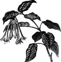 fuchsia fulgens wijnoogst gravure vector