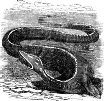 elasmosaurus of elasmosaurus platyurus, wijnoogst gravure vector