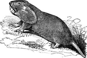 vlaktes zak- gopher of geomys bursarius wijnoogst gravure vector