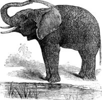 Afrikaanse struik olifant of loxodonta afrikaan, wijnoogst gravure vector