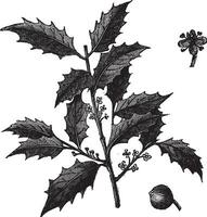 Amerikaans hulst of ilex opa wijnoogst gravure vector