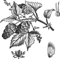 gemeenschappelijk hop of humulus lupulus wijnoogst gravure vector