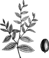 jujube of ziziphus jujuba wijnoogst gravure vector