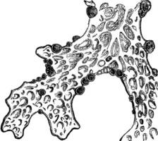 long korstmos sticta pulmonacea of long korstmos wijnoogst gravure vector