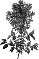 syringa vulgaris lila of gemeenschappelijk lila wijnoogst gravure vector