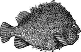 klompenzuiger of cyclopterus lumpus wijnoogst gravure vector