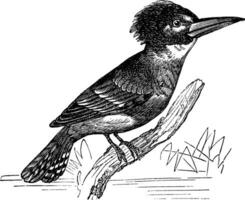 omgord ijsvogel of megaceryle alcyon wijnoogst gravure vector