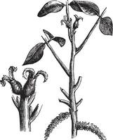 okkernoot of juglans sp., wijnoogst gegraveerde illustratie vector