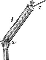 scheiding van kwik oxide in kwik en zuurstof, wijnoogst gravure vector