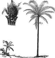 Koninklijk palm of roystonea regia, wijnoogst gravure vector