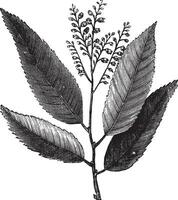 zuurhout of zuring boom of oxydendrum arboreum, wijnoogst gravure vector