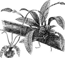 vlinder oncidium of oncidium papilio, wijnoogst gravure vector