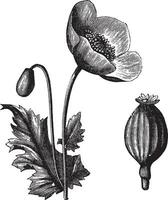 opium papaver of papaver somniferum, wijnoogst gravure vector