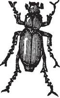 phyllophaga, wijnoogst gravure. vector